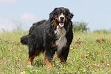 BOUVIER BERNOIS 042
